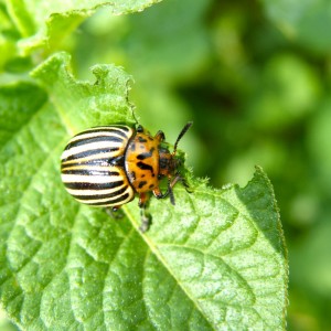 Kartoffelkäfer_Leptinotarsa_decemlineata_1000