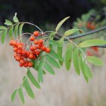 Trockenresistente Bäume, Klimawandel, Hausbaum, Sommertrockenheit, Bäume für trockene Böden, trockener Standort, trockenheitsverträgliche Pflanzen