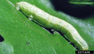 Operophtera_brumata_larva_(c)Gyorgy Csoka, Hungary Forest Research Institute, Bugwood.org