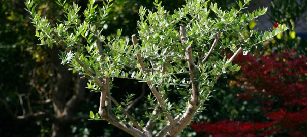 olive-tree-972780_1280_pixabay