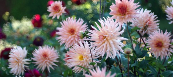 Pixabay_dahlias-4339674