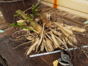 Dahlia 'Clair de Lune' 2014 tubers