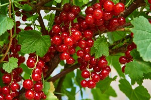 currant-3595646_1920_pixabay