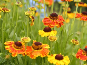 helenium