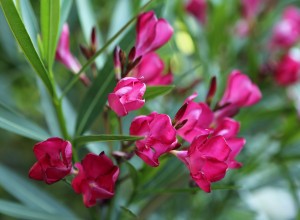 oleander