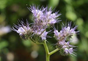 phacelia