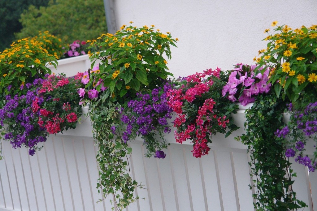 balcony-plants-665959_1280_Bild von Angela Wolf_pixabay