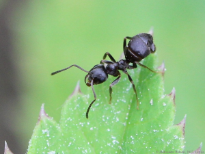 Schwarze Wegameise_Lasius_niger_Quelle Wikipedia AfroBrazilian