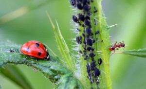 ladybug-1486479_1200