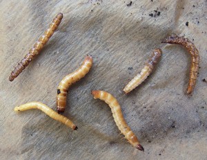 Coleoptera_larvae_(ritnaalden) Drahtwurm_1200