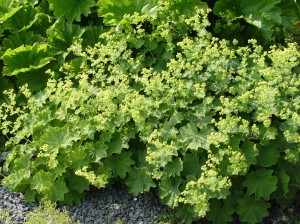 allchemilla