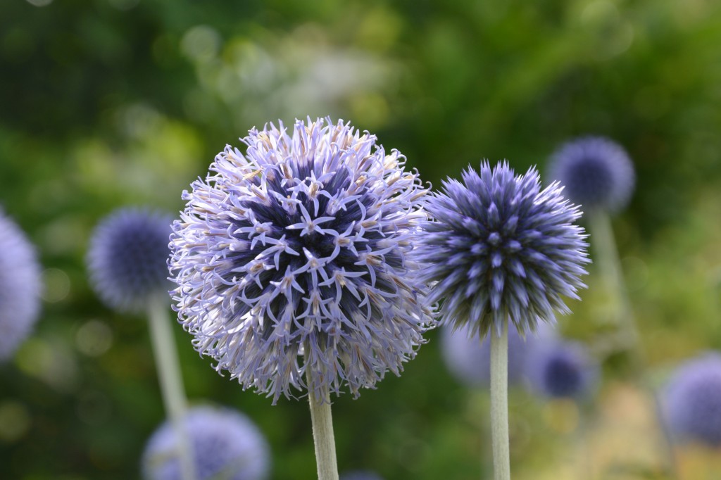 Echinops-ritro_-Kugeldistel_Aufmacher2