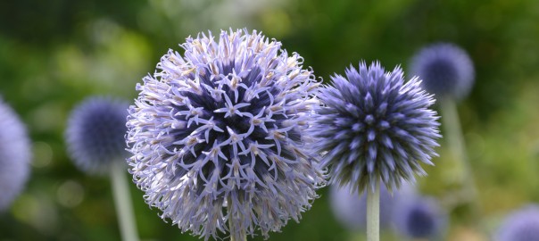 Echinops-ritro_-Kugeldistel_Aufmacher2