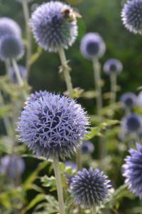 Echinops-ritro_Kugeldistel-scaled