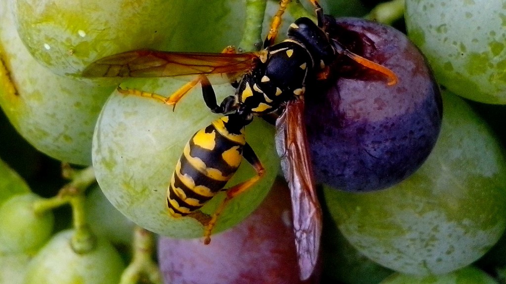 Wasp on grape fruit