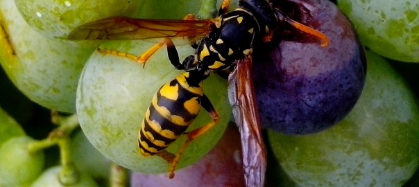 Wasp on grape fruit