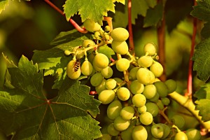 grapes-3641279_1920_pixabay