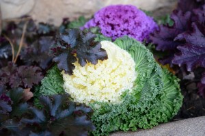 ornamental-kale-gf8ed90f07_1280_pixabay