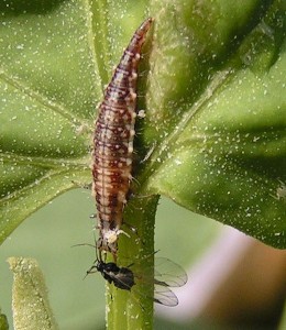 Chrysoperla_carnea_larva02