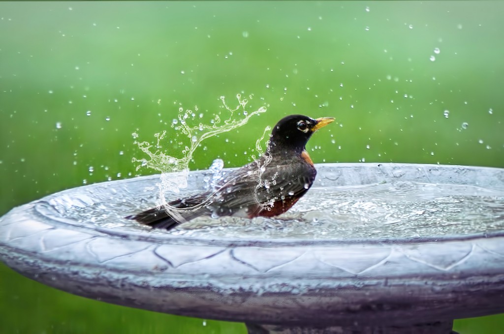 bird-bath-g5629458dd_1920_pixabay