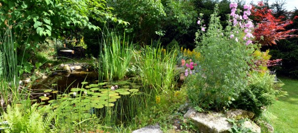 Garten und Teich im Sommer