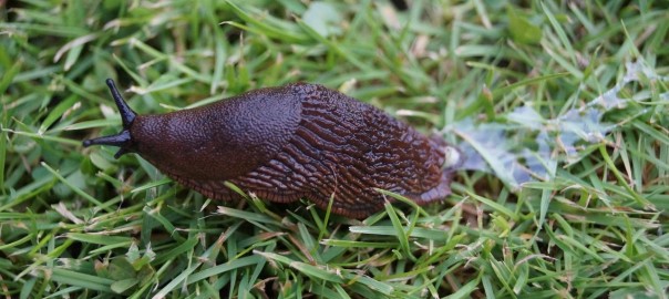 slug-1522987_1280