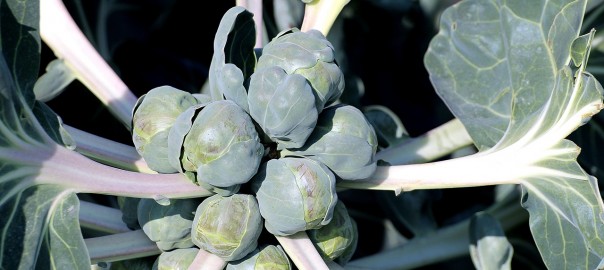 brussels-sprouts-gd7889371d_1280_pixabay