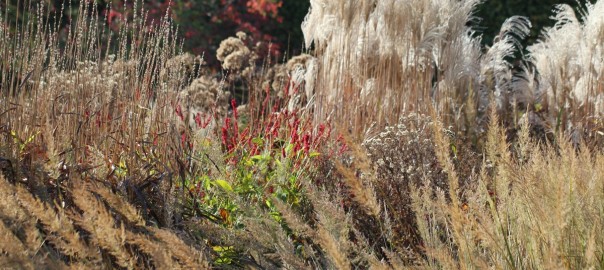 Gräsergarten_1200