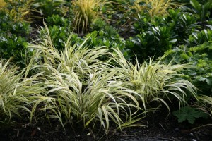 Hakonechloa macra Aureola_1200