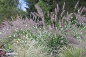 Pennisetum_1200