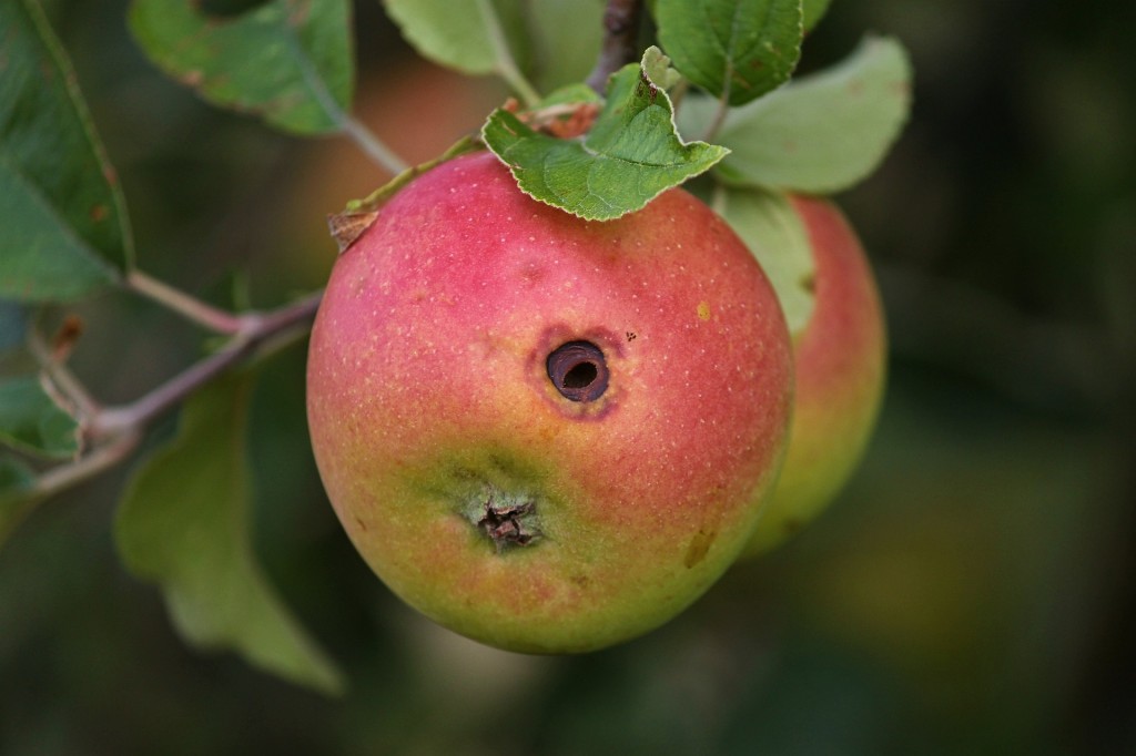 apple-3636023_1920 _(c)manfred richter-pixabay