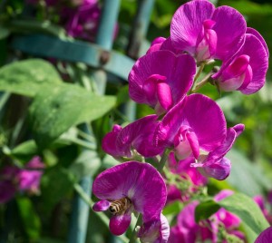 2021_06_Lathyrus-odoratus_Ausschnitt_1200