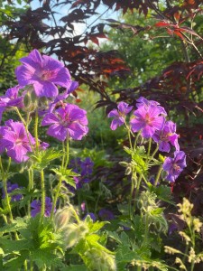 Der Pracht-Storchschnabel (Geranium magnificum )blüht blau-violett._1200