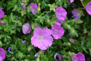 Geranium sanguineum 'Nanum' – Kleiner Blut-Storchschnabel_1200