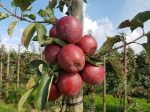 apple orchard, red, Altes Land