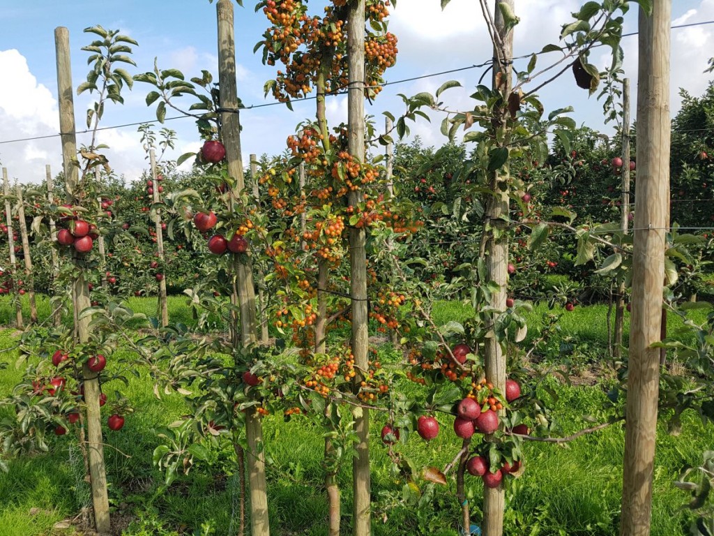 apple orchard, red, Altes Land