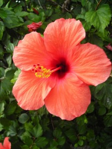 Eibisch_hibiscus-607056_1280_ Ingrid Bischler auf Pixabay