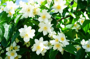 Pfeifenstrauch_Falscher Jasmin_mock-orange-1365920_1280_ Hans auf Pixabay