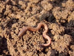 earthworm-686593_1280_Natfot auf Pixabay