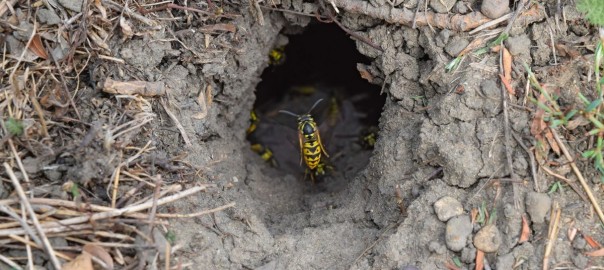 Log into the slot vespula vulgaris