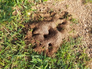 Colony of ants