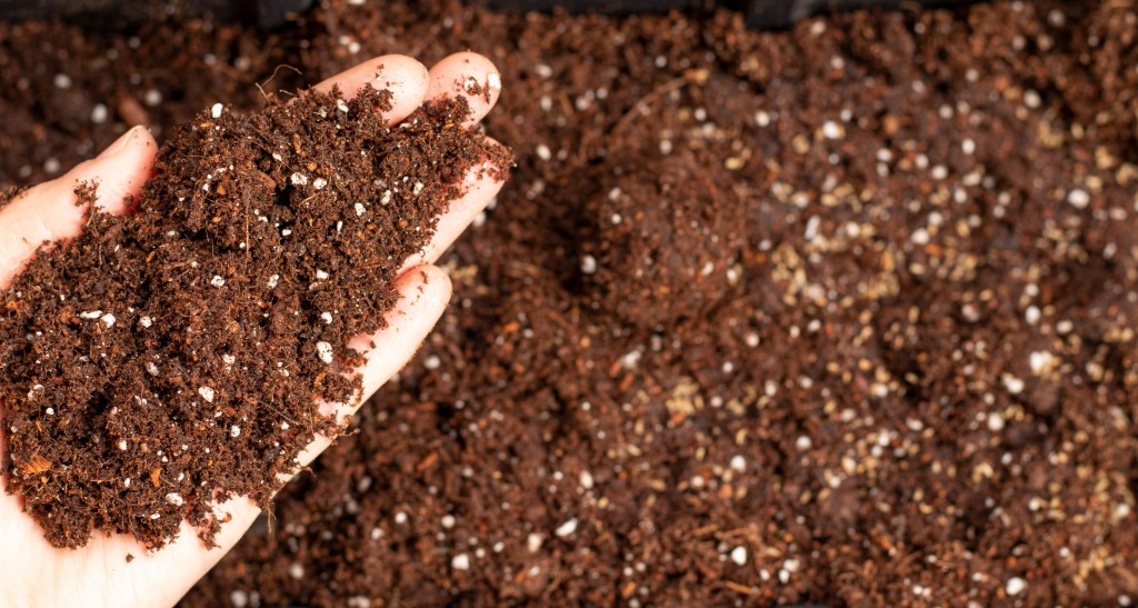 Hand holding a pile of organic humus soil for planting, potting, or home gardening