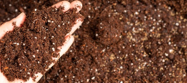 Hand holding a pile of organic humus soil for planting, potting, or home gardening