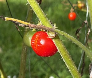 AMayer_Tomaten geplatzt