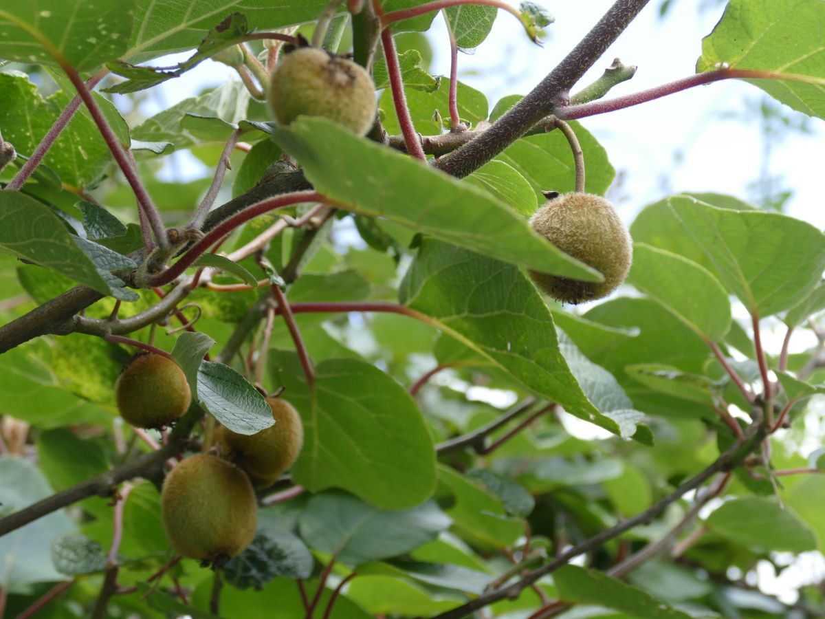 Kiwibeeren pflanzen und pflegen | Birchmeier Sprhtechnik AG