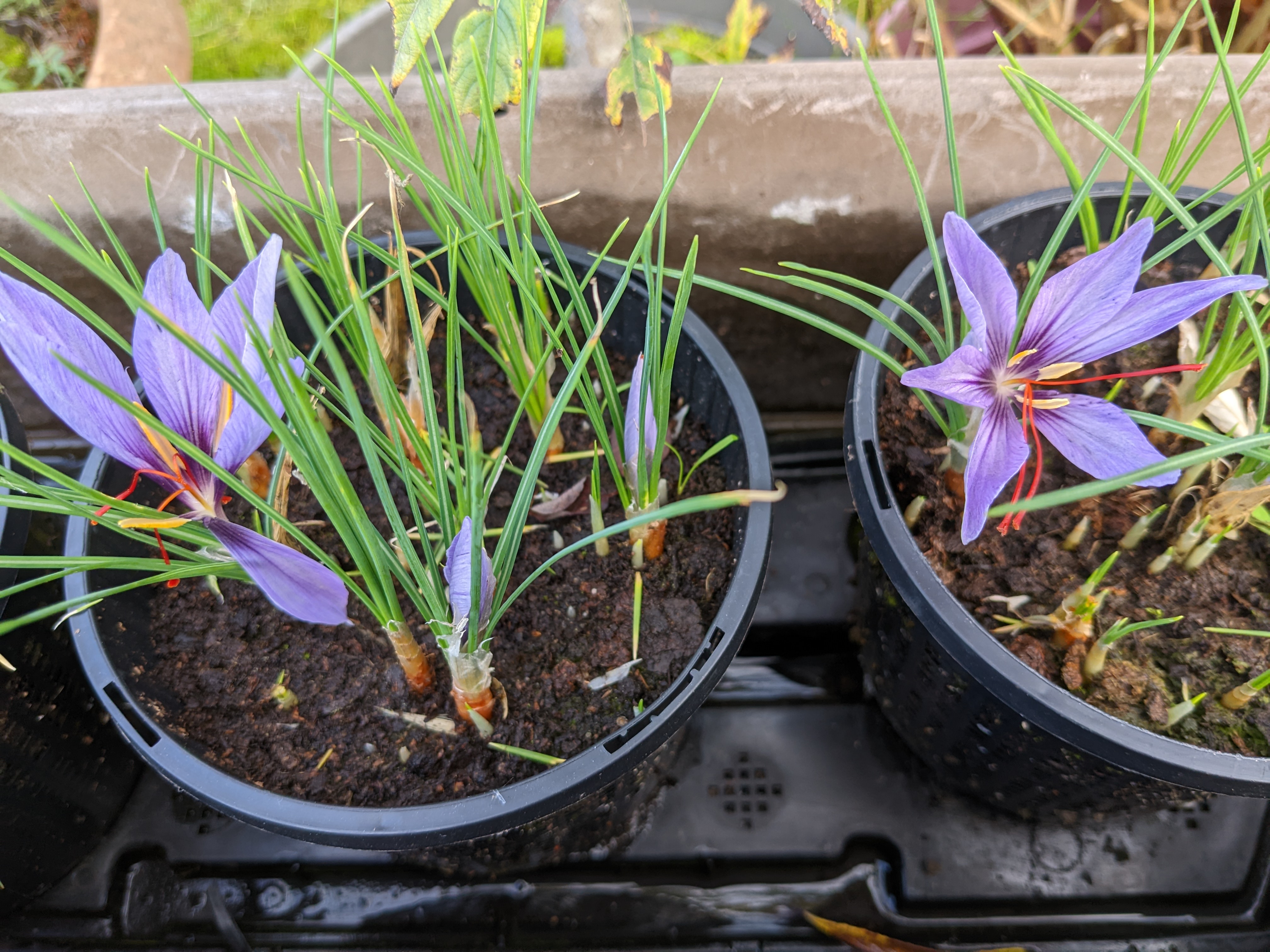 Safran-Krokus im Garten anbauen | Birchmeier Sprhtechnik AG