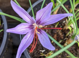 Safran-Krokusblüte-Foto-Schonschek (1h)_Ausschnitt-HP