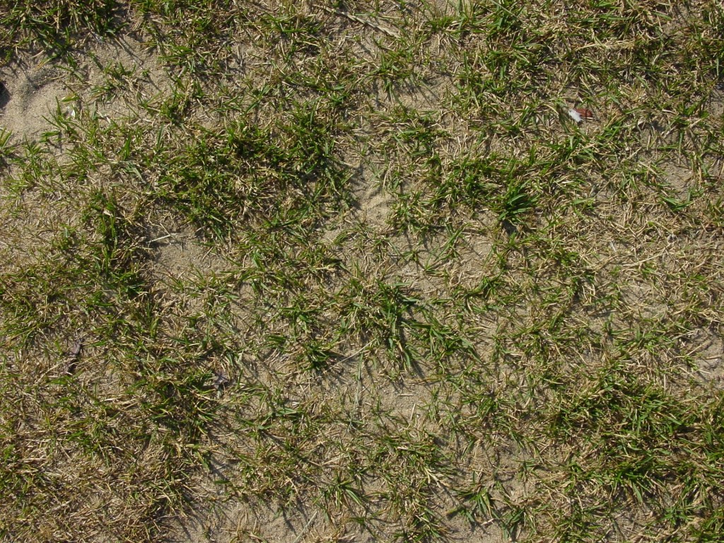 grass-277311_1920