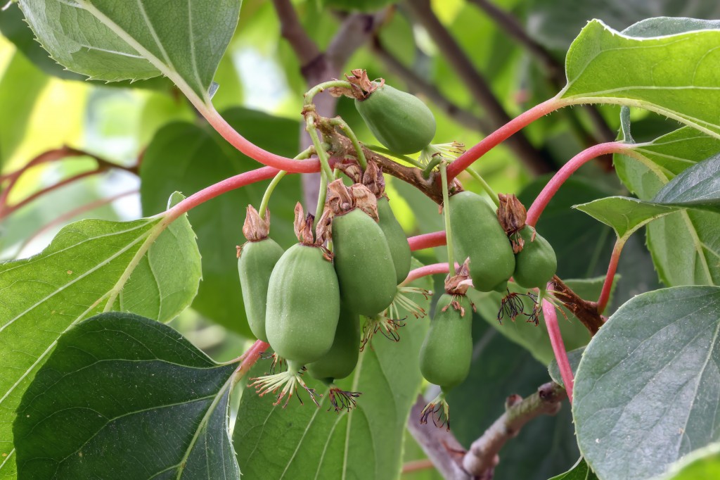 Branch with still small kiwi fruits