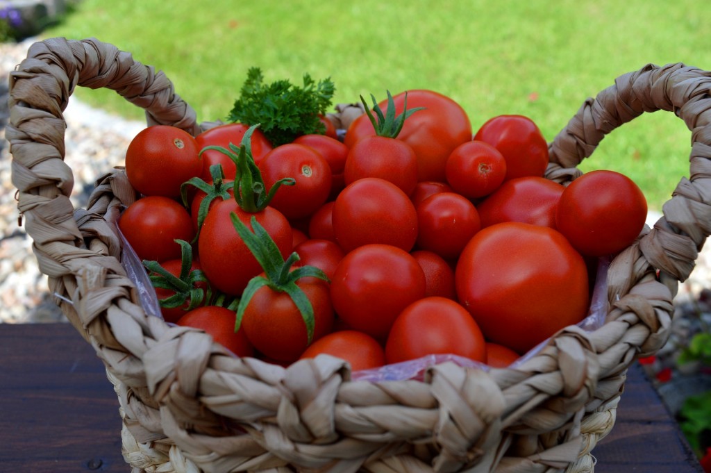 tomatoes-5486197_1920